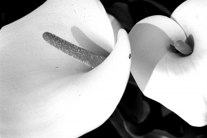 calla-2-meditation