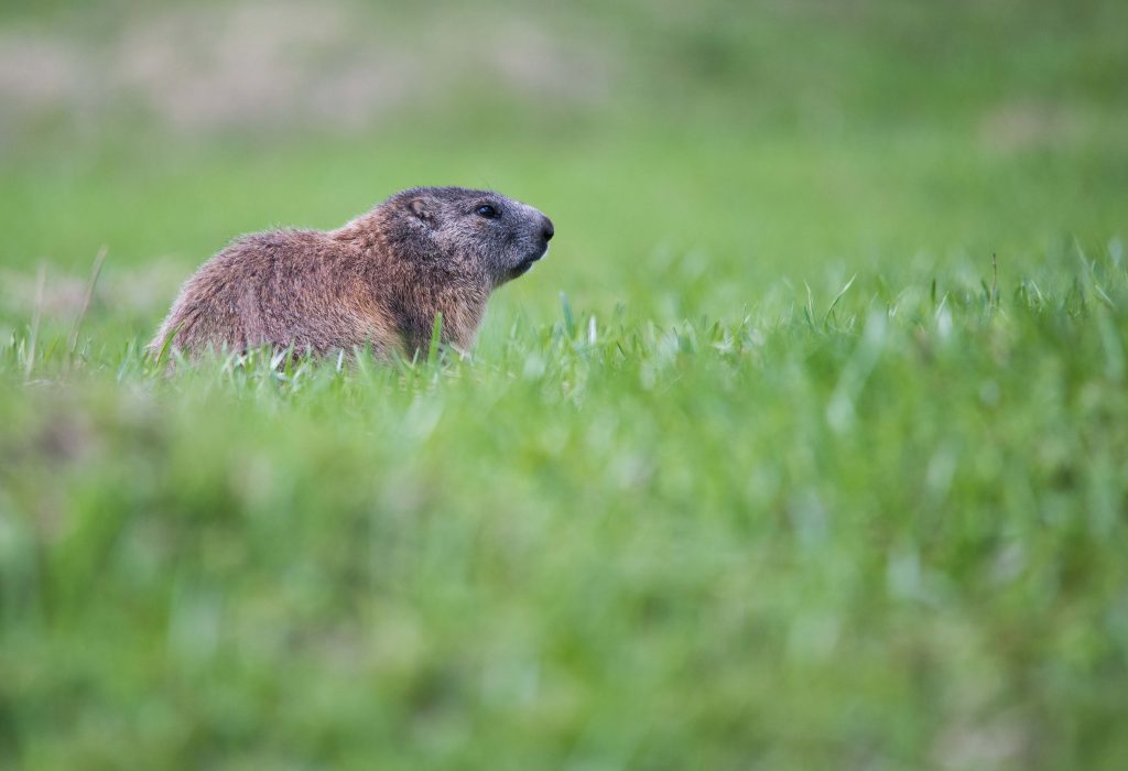 marmotta nel prato
