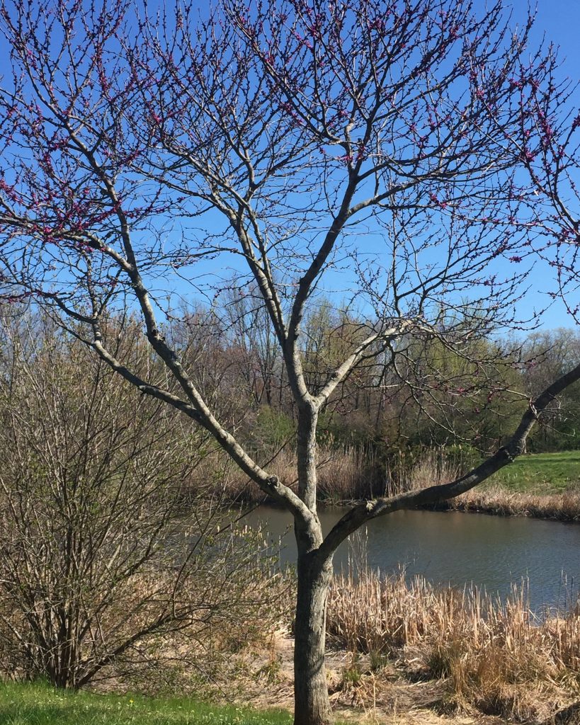 spirits pond tree 2