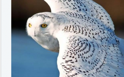 White Owl – Letting Go